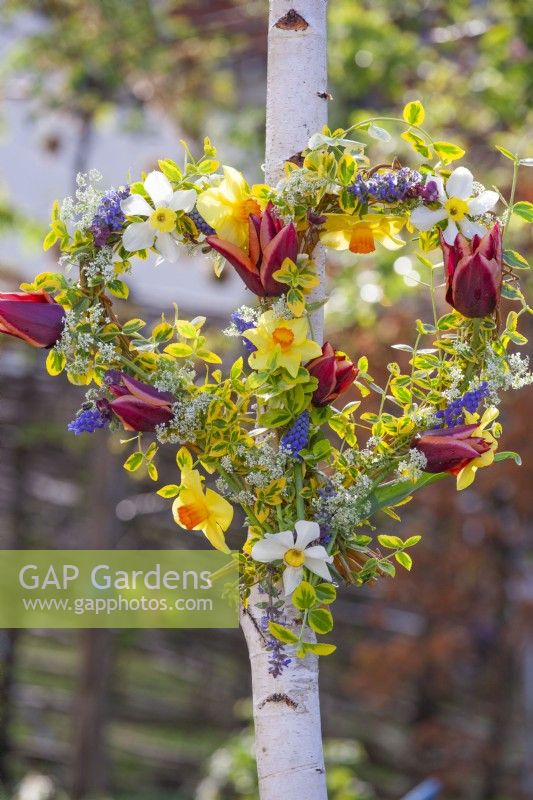 Heart shaped wreath made of tulips, daffodils, muscari and golden Japanese Euonymus hanging from a young birch tree.