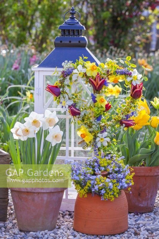 Daffodils and tulips in terracotta pots and heart shaped wreath made of tulips, daffodils, muscari and golden Japanese Euonymus.