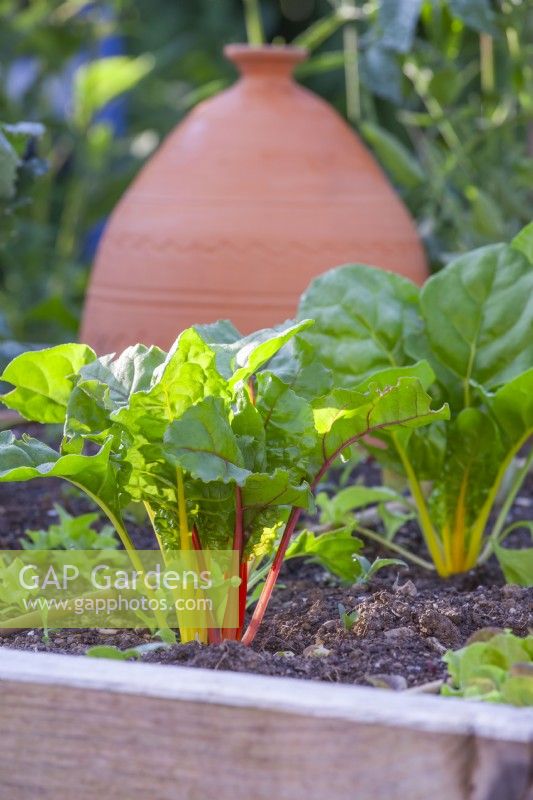 Young Swiss chard in raised bed.