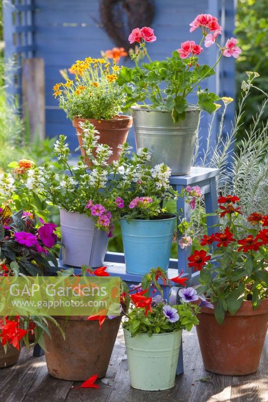 Pots with bedding flowers displayed on ladder. Plants are Impatiens, Pelargonium, Zinnia, Scaevola and Surfinia.