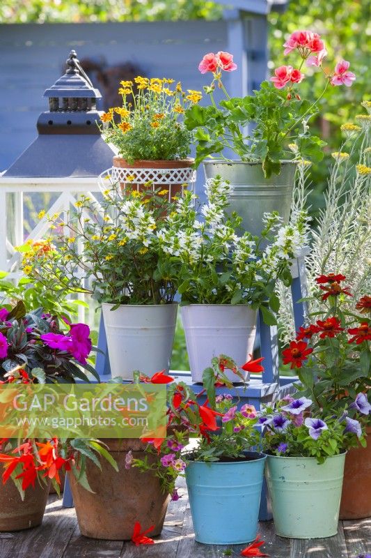 Pots with bedding flowers displayed on ladder. Plants are Impatiens, Pelargonium, Zinnia, Scaevola and Surfinia.