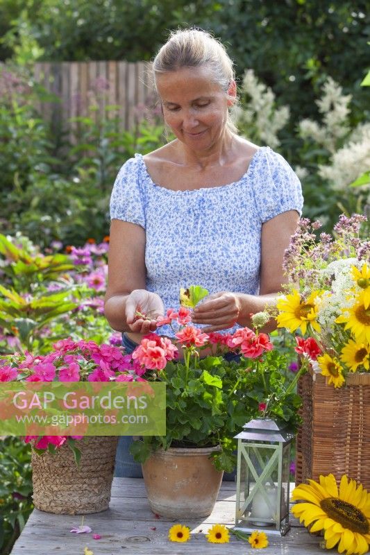 Woman removing spent flowers and infected  leaves from Geranium.