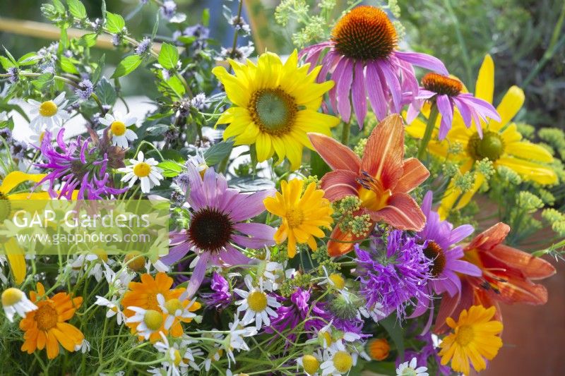 Bunch of harvested edible flowers including sunflowers, monarda, coneflowers, hemerocallis, pot marigolds and chamomile.