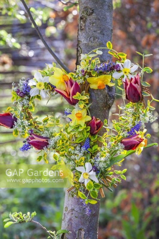 Heart shaped wreath made of tulips, daffodils, muscari and golden Japanese Euonymus hanging from a tree.
