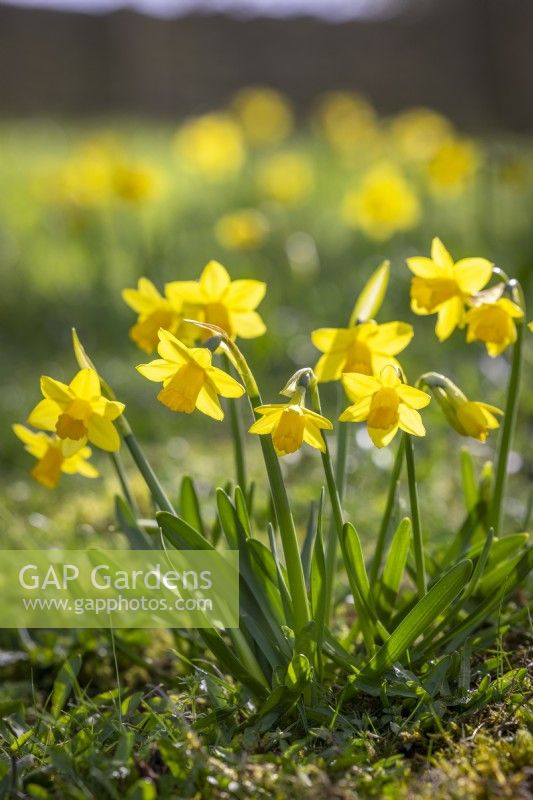 Narcissus 'Tete a Tete' growing in a wildflower lawn