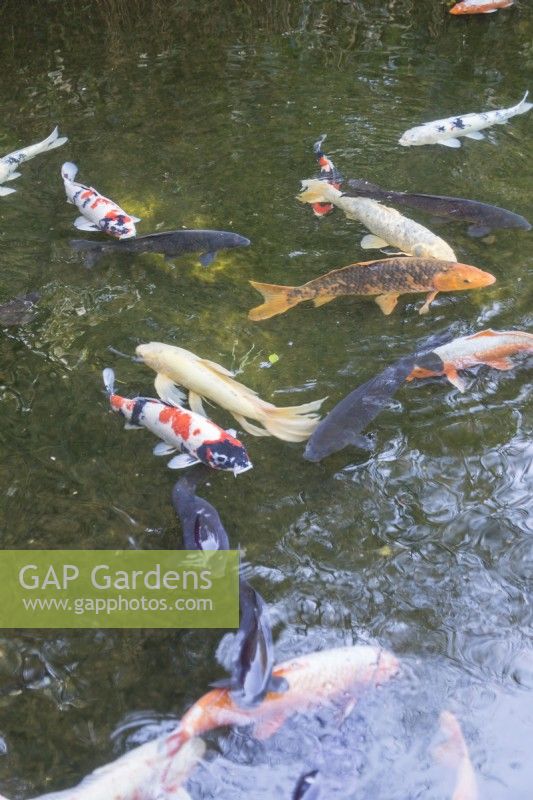 Koi carp swimming in pond. 