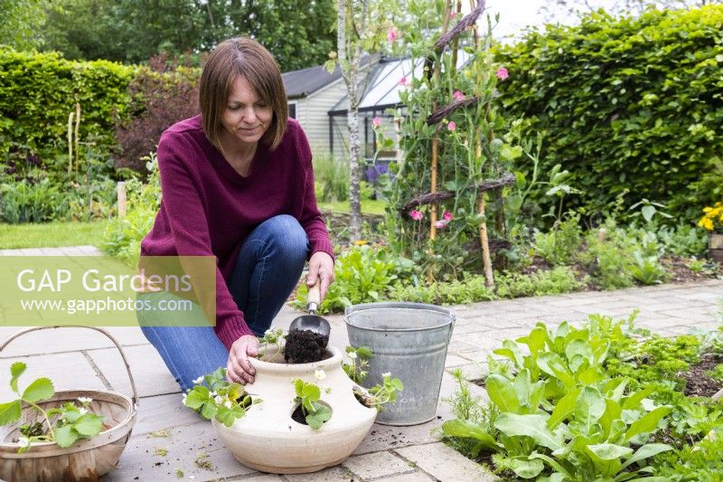 Woman placing compost in the strawberry container