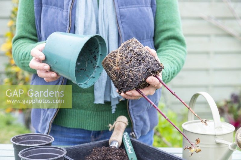 Woman removing Dahlia cuttings from their pot, exposing the roots