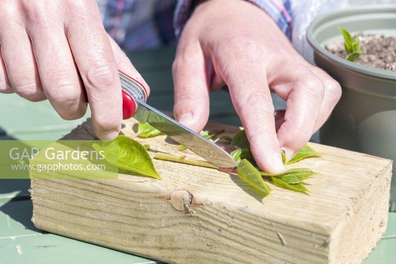 Woman removing side shoots from the kiwi cuttings