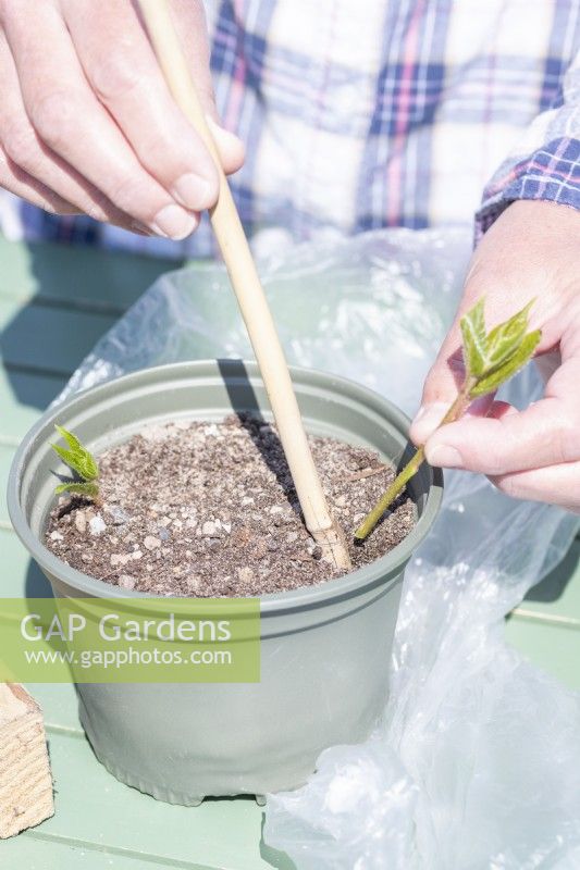 Using a bamboo stick to carefully plant cuttings around the edge of a pot