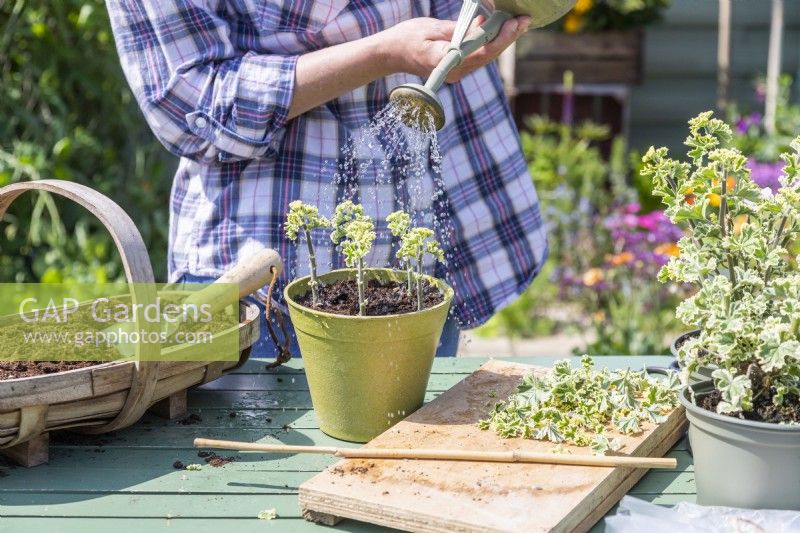 Woman watering Pelargonium cuttings