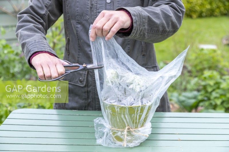 Woman cutting holes in the sides of the bag covering the Pelargonium cuttings