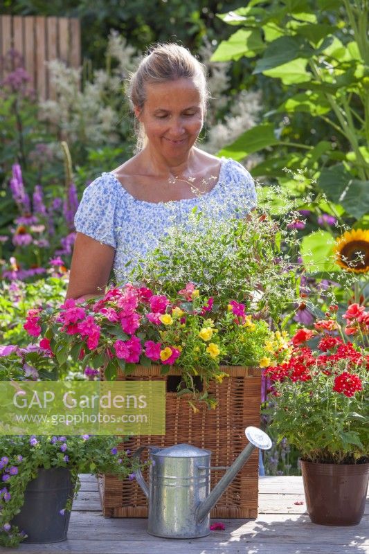 Woman planting wicker box with Impatiens, Surfinia and Euphorbia.
