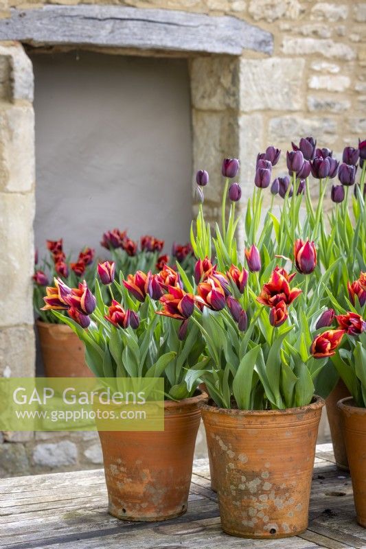 Group of pots displayed on a table in the courtyard. Tulipa 'Queen of Night' and Tulipa 'Slawa' syn. Tulipa 'Muvota'
