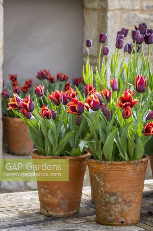 Group of pots displayed on a table in the courtyard. Tulipa 'Slawa' syn. Tulipa 'Muvota' and Tulipa 'Queen of Night'