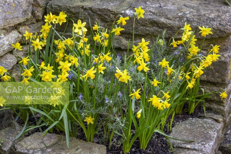 Narcissus Tete a tete planted with Salvia rosmarinus syn. Rosmarinus officinalis - Rosemary - in a raised bed