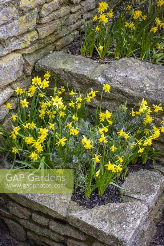 Narcissus Tete a tete planted with Salvia rosmarinus syn. Rosmarinus officinalis - Rosemary - in a raised bed