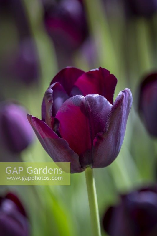 Tulipa 'Queen of Night'