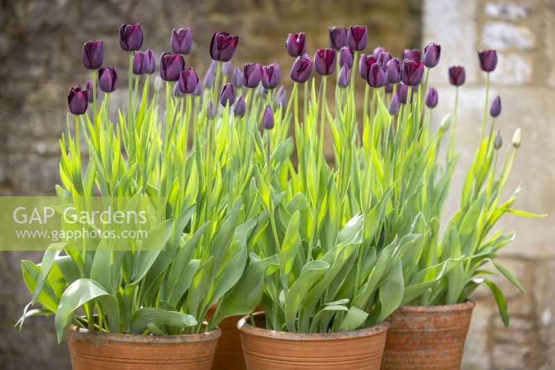 Grouped pots of Tulipa 'Queen of Night' on a table in the courtyard
