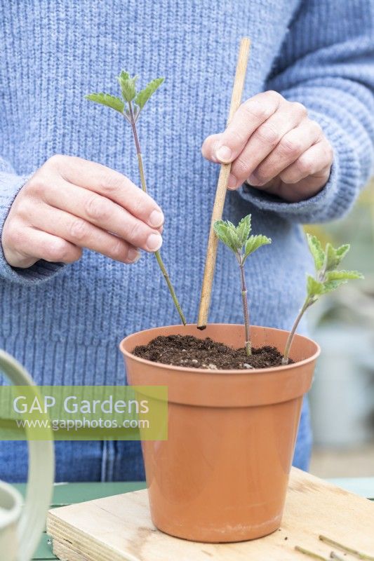 Woman using a bamboo cane to poke the Nepeta cuttings around the edge of a pot
