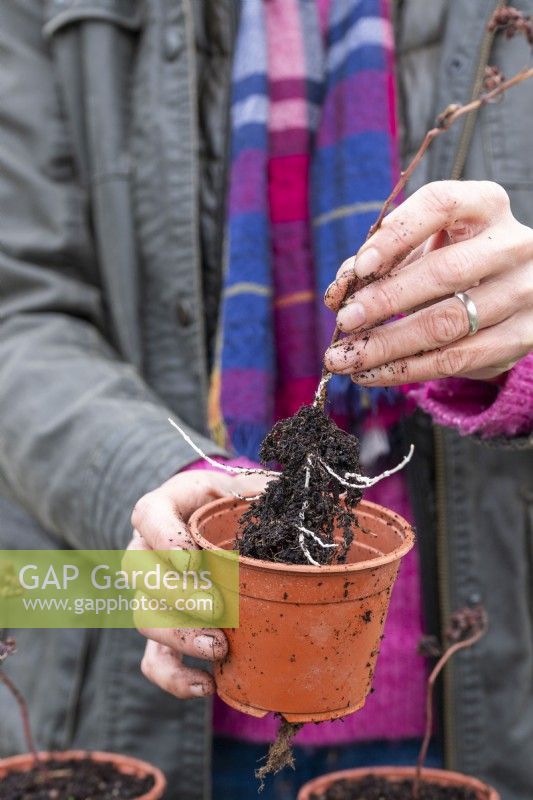 Woman planting sedum cuttings in individual pots