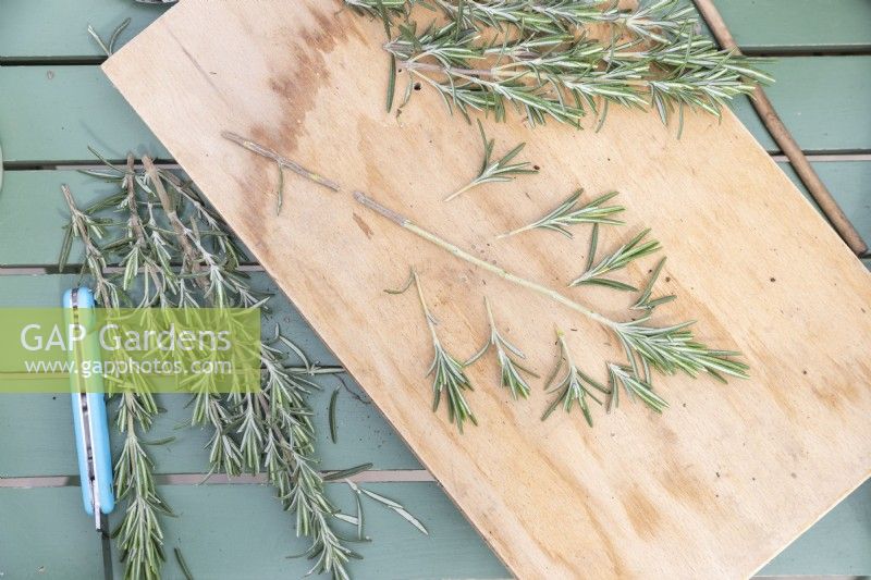 Rosemary cutting with base and most shoots removed