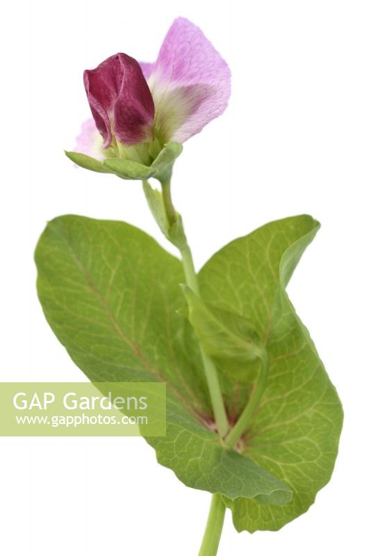 Pisum sativum  'Blauwschokker'  Pea flower and foliage  July