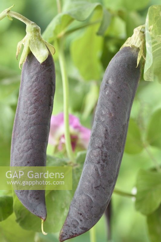 Pisum sativum  'Blauwschokker'  Pea pods  August