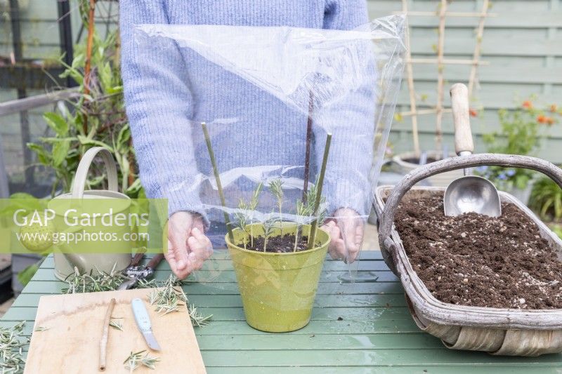 Woman placing plastic bag over Rosemary cuttings