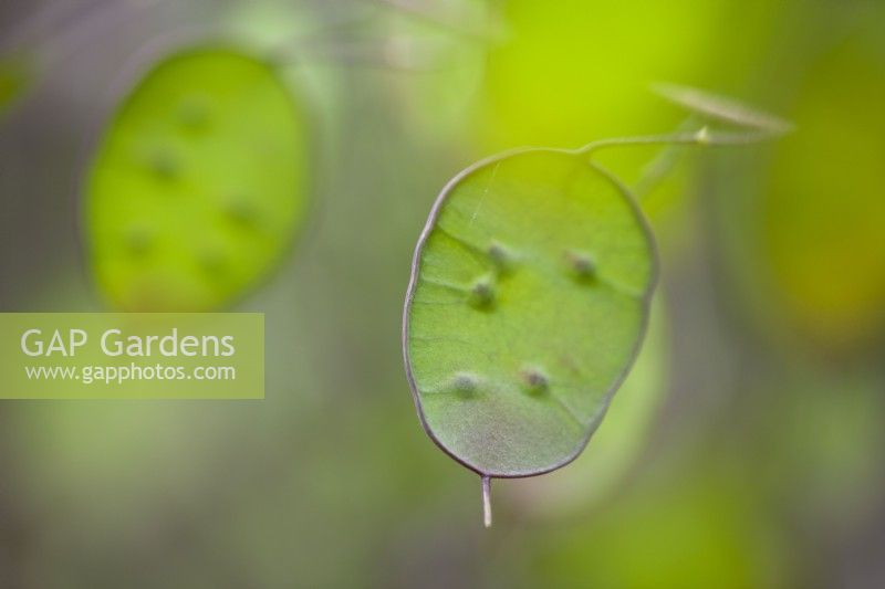 Lunaria annua 'Chedglow' seed heads - Honesty - June