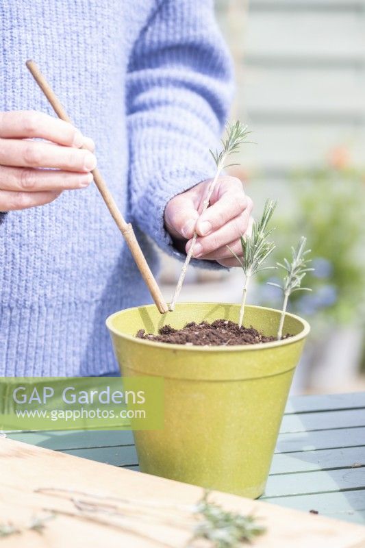 Woman using bamboo to help plant the Rosemary cuttings around the edge of the pot