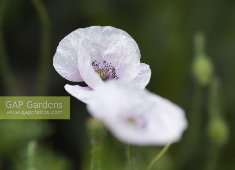 Papaver rhoeas 'Mother of Pearl' - Common Poppy - June