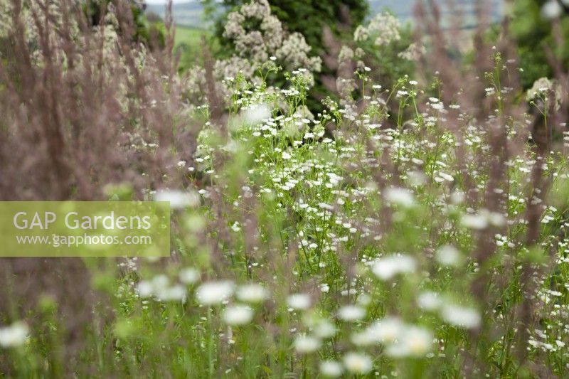 White flowers of Erigeron annuus and Thalictrum 'Elin' in the central mixed borders.