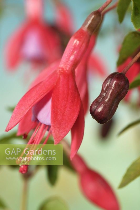 Fuchsia  'Son of Thumb'  Flower and fruit  October