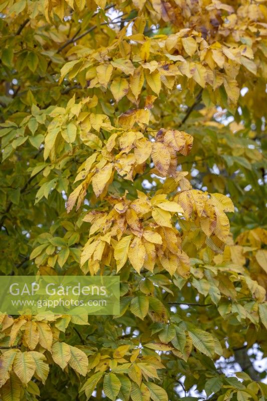 Aesculus Ã— neglecta 'Erythroblastos' - Horse chestnut - in autumn colour