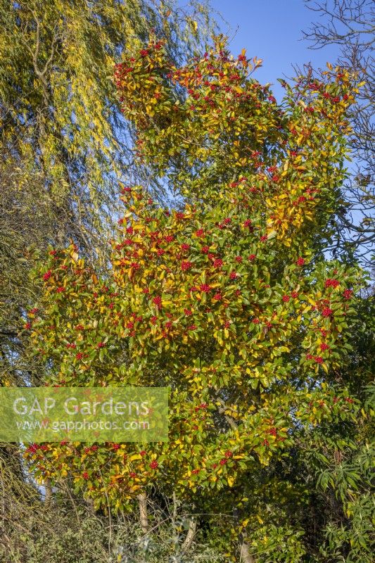 The berries of Crataegus Ã— lavalleei 'Carrierei' AGM - Hybrid cockspur thorn