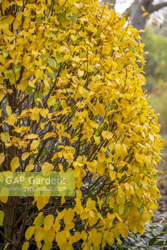 Carpinus betulus 'Columnaris Nana' AGM - Hornbeam -  in autumn colour