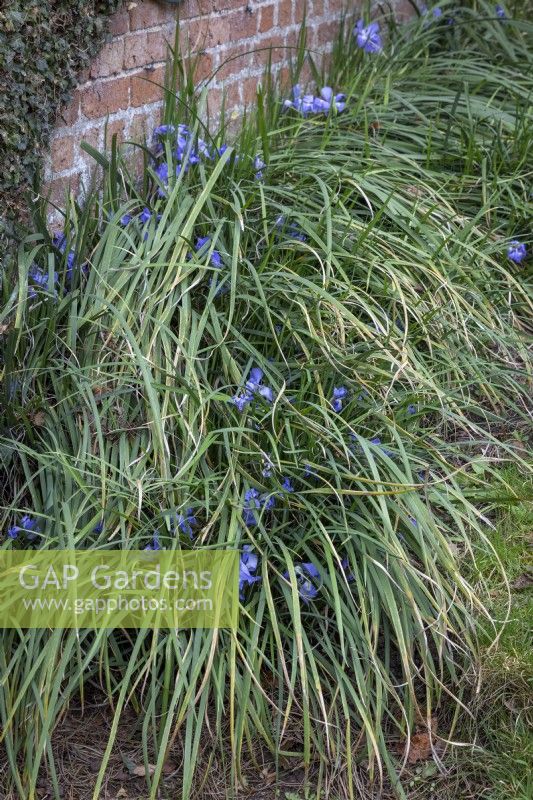 Showing the tatty leaves of Iris unguicularis syn. Iris stylosa - Algerian iris
