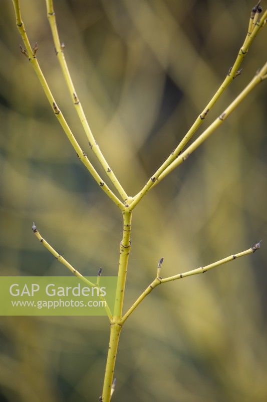 Cornus sericea 'White Gold' AGM syn. Cornus stolonifera 'White Spot' - Red osier dogwood
