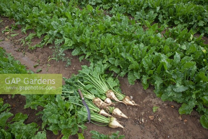 Beta vulgaris subspecies -Sugar beet crop Norfolk UK September