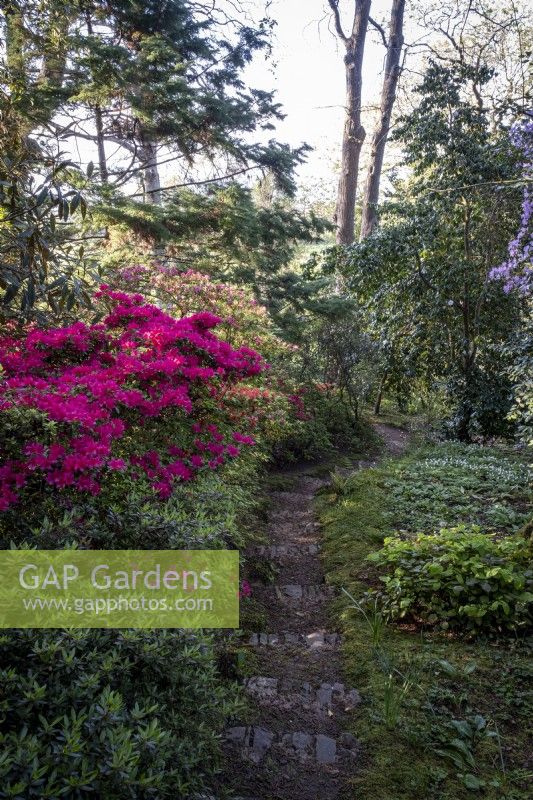 Steps lead down through woodland garden with Azaleas growing alongside