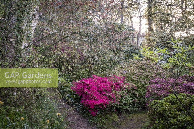 Paths converge in spring woodland garden, Rhododendrons and Azaleas at the edges of the paths