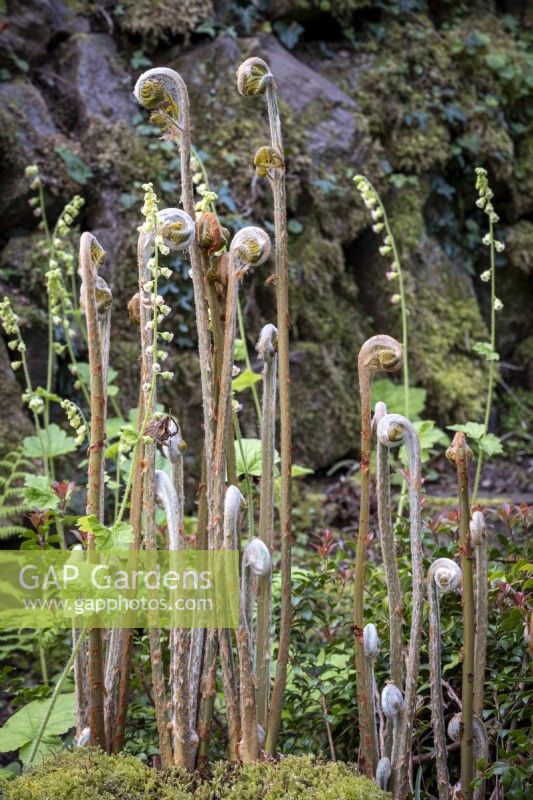 Fern 'fiddleheads' emerging in spring amongst Tellima grandiflora