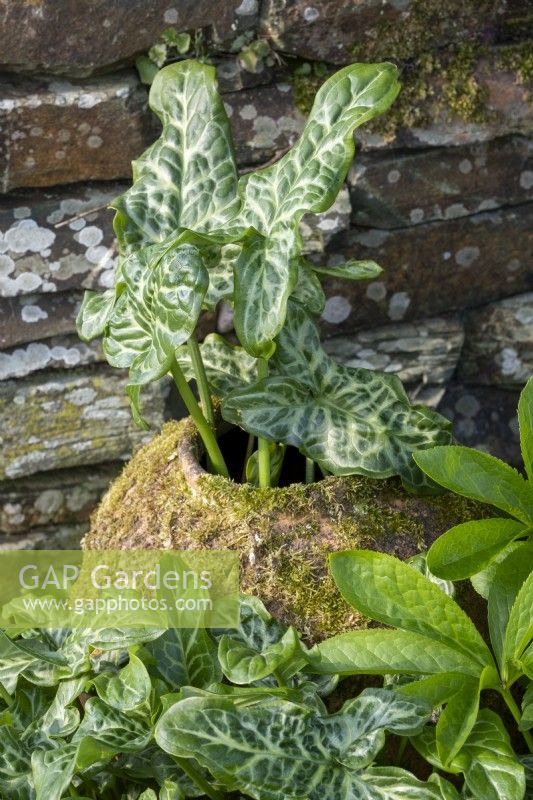 Arum italicum subsp. italicum 'Marmoratum' growing in a disused terracotta forcing pot in garden border
