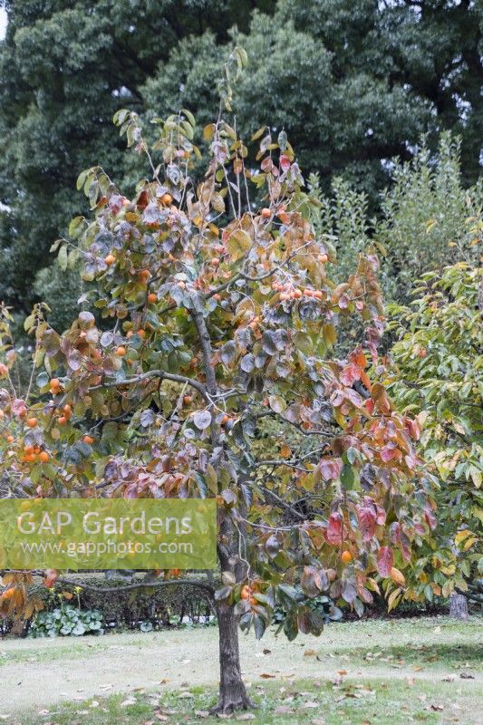 Diospyros kaki 'Yotsumizo' tree with fruit in Autumn colours.  Common name Persimmon.