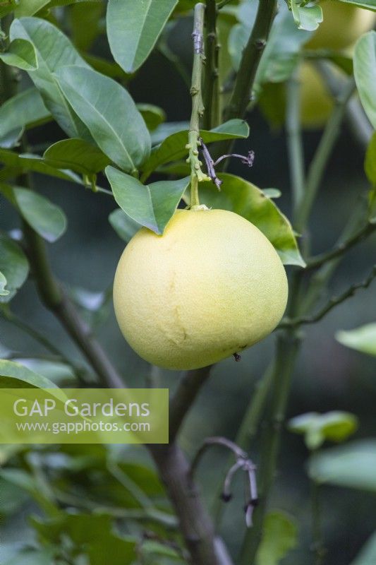 Citrus maxima 'Egami Buntan' -single fruit on tree