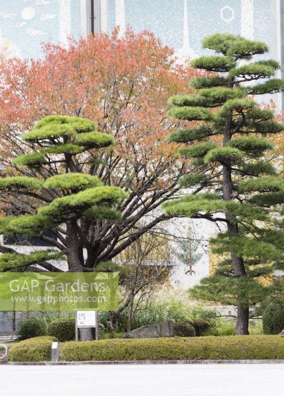 Group of two Pinus thunbergii which have been shaped and pruned in Japanese style called Niwaki with walls of the Toka-gakudo concert hall  behind. 
