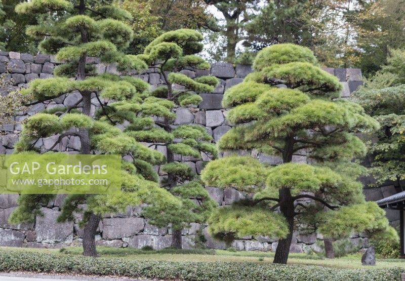 Group of three Pinus thunbergii which have been shaped and pruned in Japanese style called Niwaki with walls of the Imperial Palace behind. 