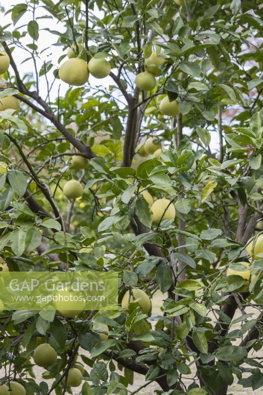 Citrus maxima 'Egami Buntan' - several fruits in section of tree