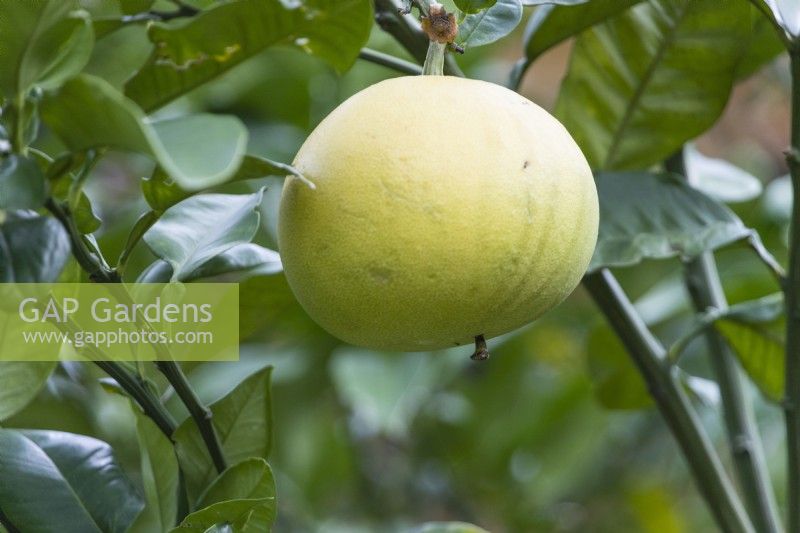 Citrus maxima 'Egami Buntan' - single fruit on tree